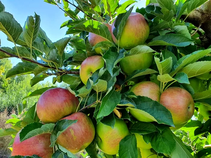 Mere soiul Frumosul de Voinești FOTO C.S.