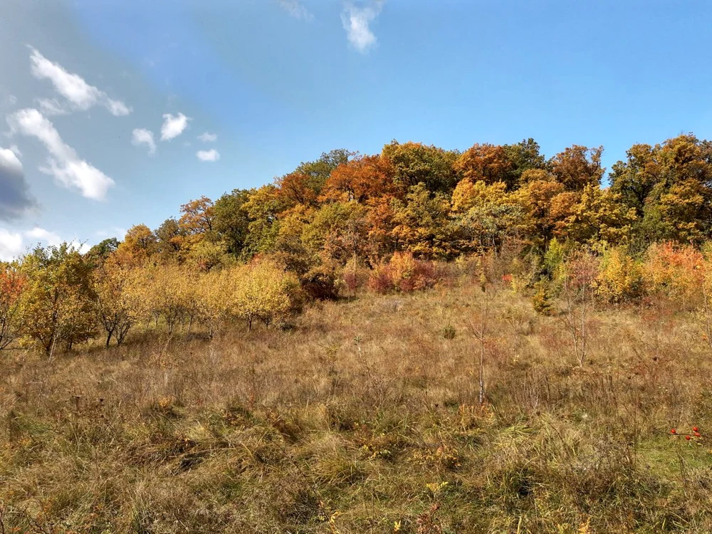 Codrii de Aramă, toamna FOTO Ţinutul Zimbrului