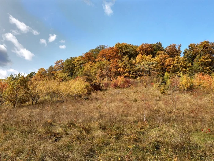 Codrii de Aramă, toamna FOTO Ţinutul Zimbrului