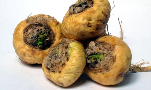 radacina de maca jpeg