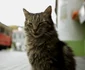 Kedi jpeg