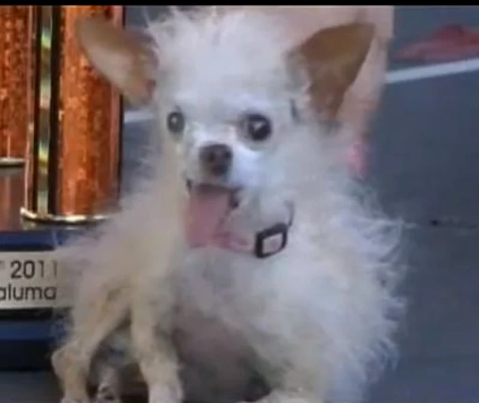 
    Yoda a fost luat de pe stradă de o femeie care l-a confundat cu un şobolan  