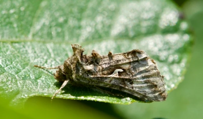 Buha gamma / Foto: Shutterstock