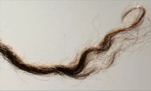 O şuviţă de păr poate schimba teoria cu privire la migraţia primilor oameni jpeg