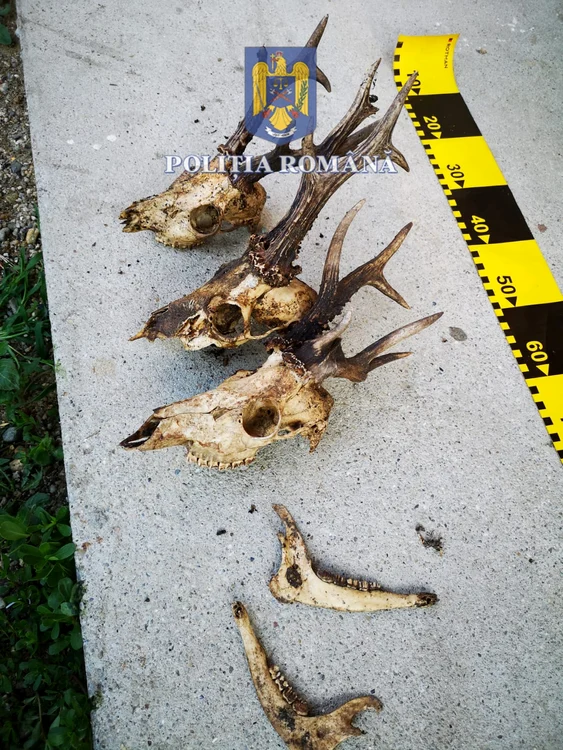 Trofeele de vânătoare confiscate de la braconierii care vânează în Vâlcea Foto Poliția Română