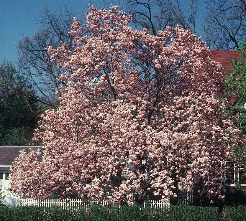 Magnolie spectaculoasă din parcul Simeria Foto: Facebook 