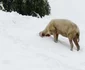 zăpadă austria reuters