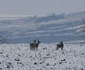 caprioare alba