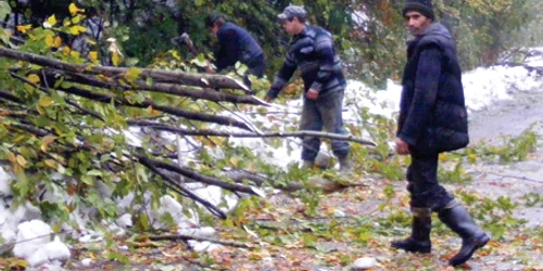 Muncitorii din Şopotul Nou au fost loviţi de un buştean