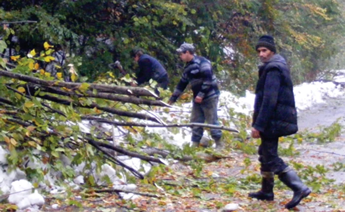 Muncitorii din Şopotul Nou au fost loviţi de un buştean