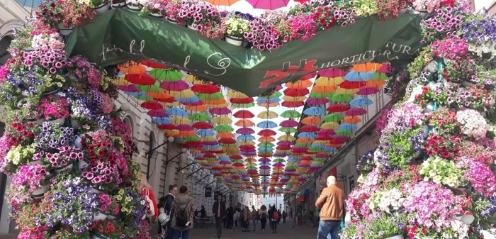 Cea mai colorată stradă din Timişoara FOTO Ş.Both