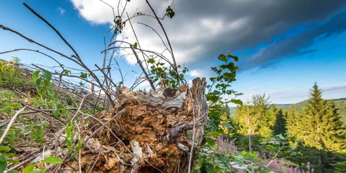 padure defrisata ciot foto shutterstock