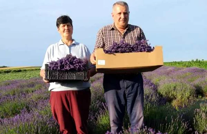 grumezesculavanda