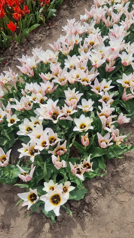 Parcul de lalele din Dâmbovița. FOTO Camera de Comerț Dâmbovița