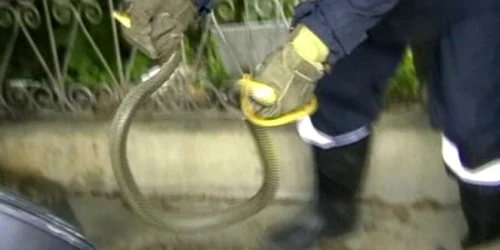 Şarpele nu era veninos şi a fost dus într-un loc nepopulat