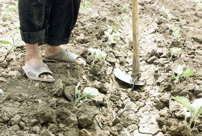 Nu a mai plouat zdravăn de 66 de zile și este secetă severă în aproape toată țaraFOTO: Click!