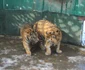 zoo sibiu 5
