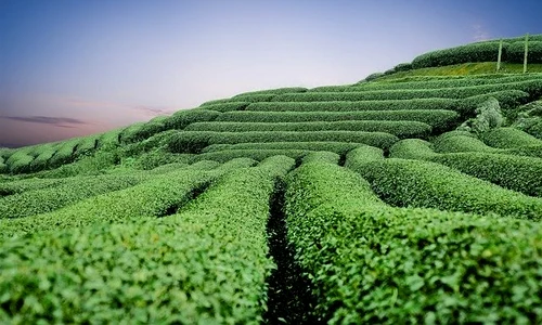 Dealurile pline cu ceai verde sunt o resursă importantă pentru popoarele din Asia jpeg