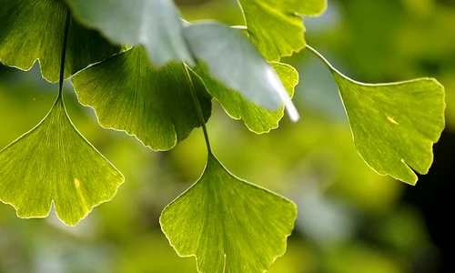 ginkgo 3750276 640 jpeg