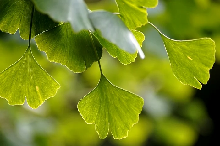 
    Ginkgo biloba susține circulația cerebrală și periferică la nivelul micorcirculației, dar și al macrocirculațieifoto: pixabay.com  