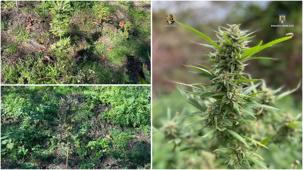 Cultură de cannabis în Ținutul Pădurenilor. „Fermierul” care îngrijea plantele a fost arestat