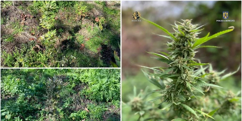 Cannabis. Foto IPJ Hunedoara