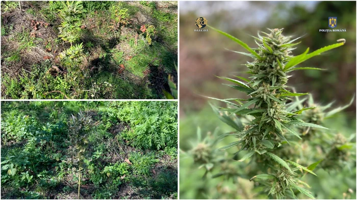 Cultura de cannabis descoperită în Toplița. Foto: IPJ Hunedoara