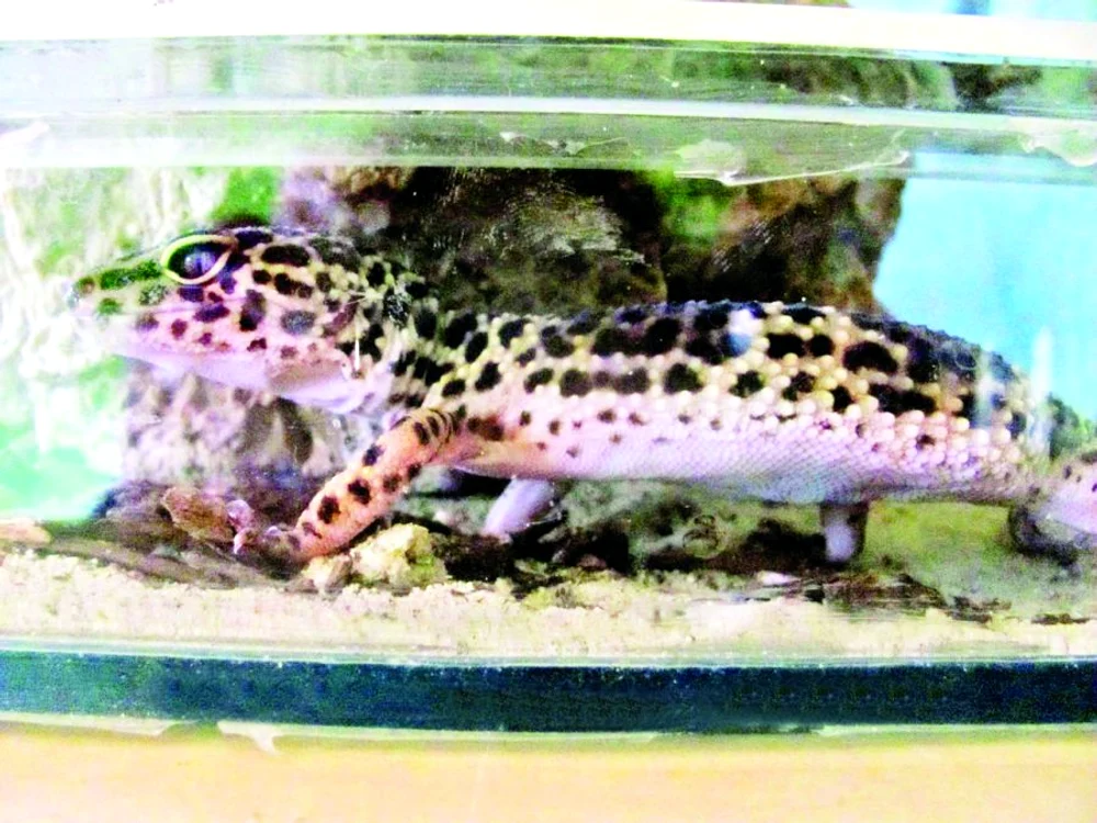 Alexandru s-a documentat pe  Internet cum să-şi hrănească  leopardul gecko şi iguana