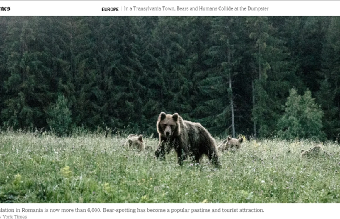 reportaj ursi NYT foto printscreen new york times