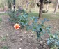 Grădina Botanică Prăjești noiembrie 2023 FOTO MA