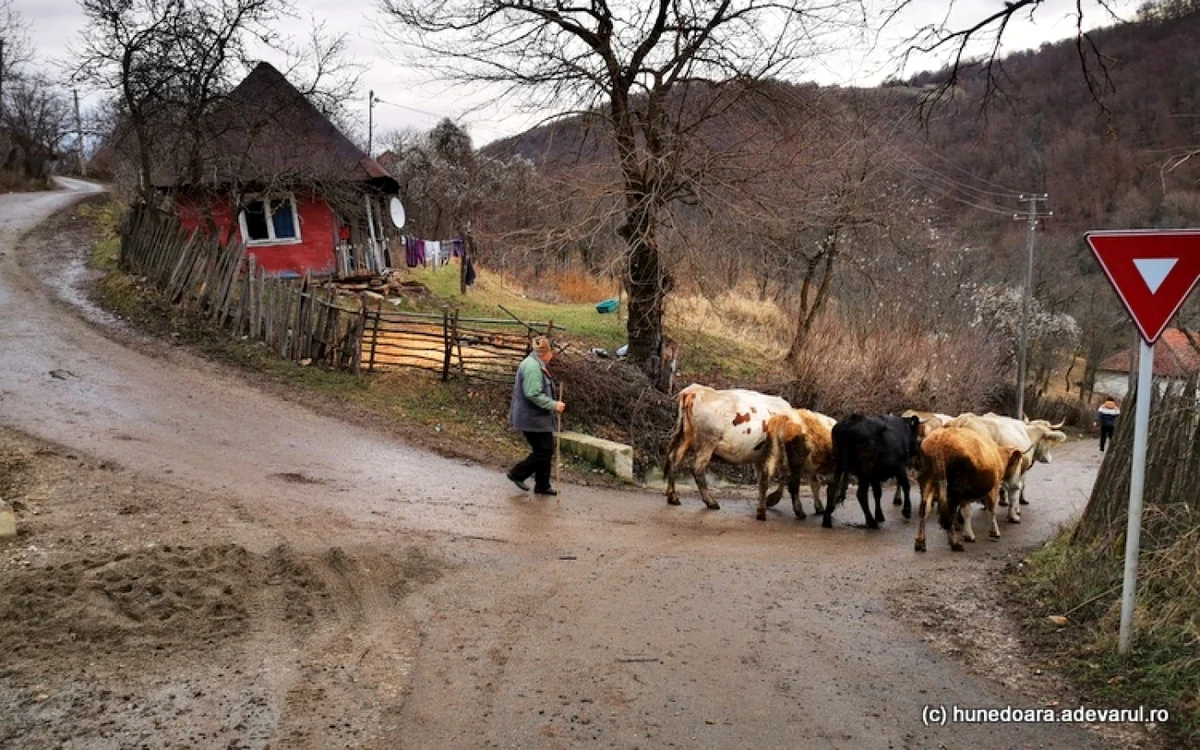 Miron şi vitele sale. Foto: Daniel Guţă. ADEVĂRUL