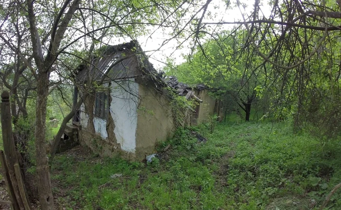 Lupele judetul Galaţi FOTO C Crângan