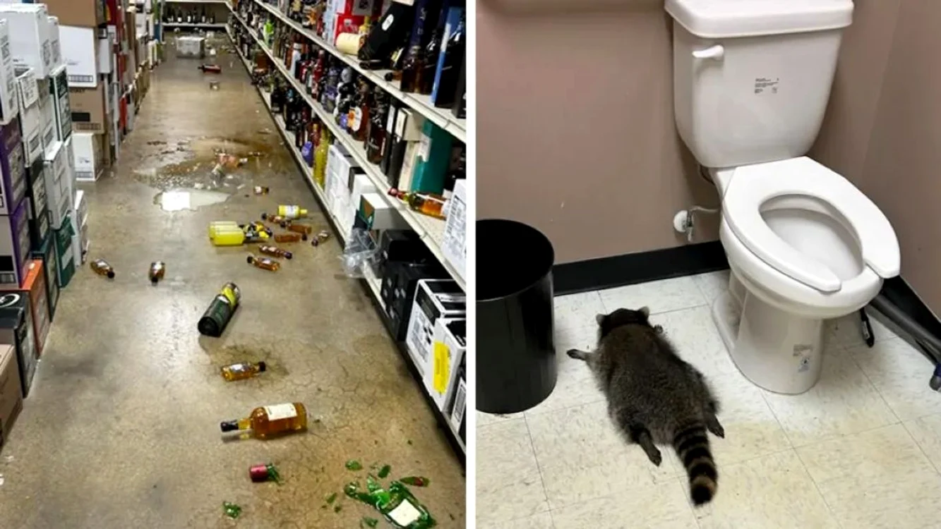 Ratonul găsit dormind în baie, după ce a consumat alcool / foto: BBC