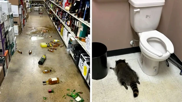 Ratonul găsit dormind în baie, după ce a consumat alcool / foto: BBC