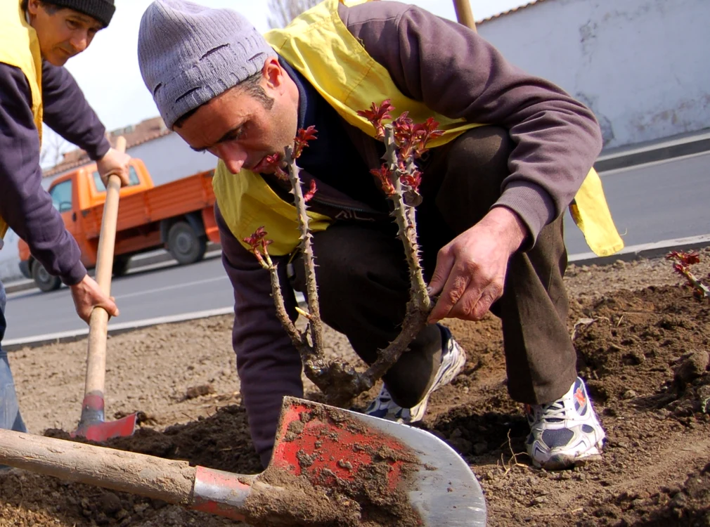 
    Sfârşitul lui octombrie - începutul lui noiembrie este cea mai bună perioadă pentru a planta trandafirii  