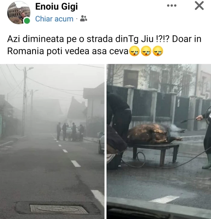porc sacrificat