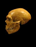 O comparație între un craniu de Homo Sapiens (stânga) și un craniu de Om de Neanderthal (© Cleveland Museum of Natural History / Wikimedia Commons)