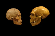 O comparație între un craniu de Homo Sapiens (stânga) și un craniu de Om de Neanderthal (© Cleveland Museum of Natural History / Wikimedia Commons)