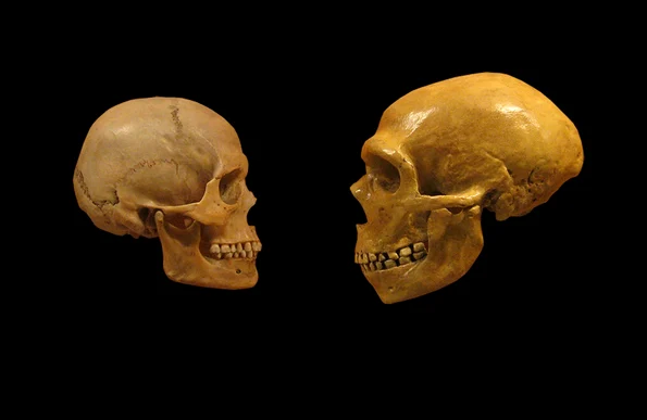 O comparație între un craniu de Homo Sapiens (stânga) și un craniu de Om de Neanderthal (© Cleveland Museum of Natural History / Wikimedia Commons)