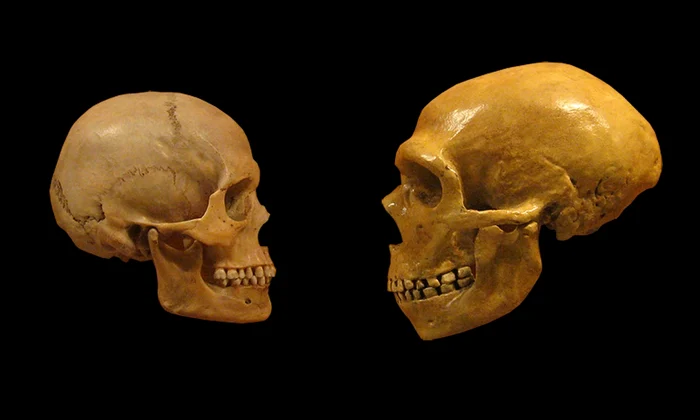 O comparație între un craniu de Homo Sapiens (stânga) și un craniu de Om de Neanderthal (© Cleveland Museum of Natural History / Wikimedia Commons)