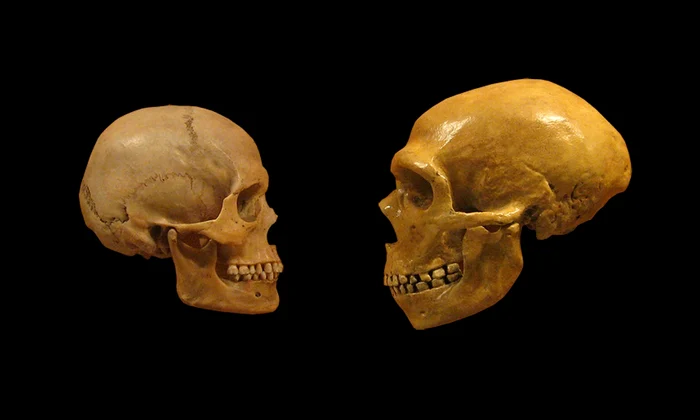O comparație între un craniu de Homo Sapiens (stânga) și un craniu de Om de Neanderthal (© Cleveland Museum of Natural History / Wikimedia Commons)