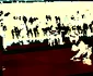 judo