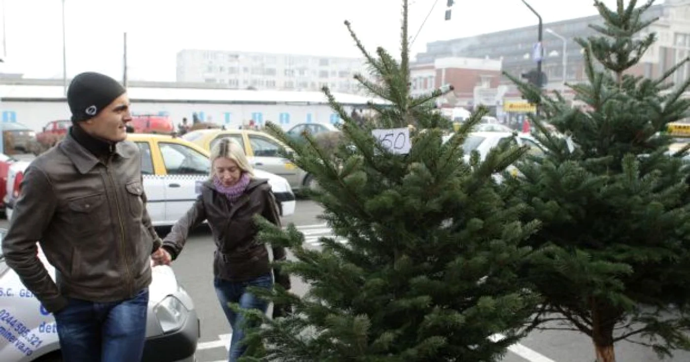 Buzoienii negociază la sânge cu vânzătorii de brazi