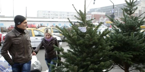 Buzoienii negociază la sânge cu vânzătorii de brazi