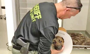 24 pe glob foto 5 3 col catel mare jpeg