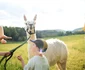 Safari printre animale