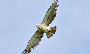 La vulturi  Care vulturi? Codalbul lui Dinescu jpeg