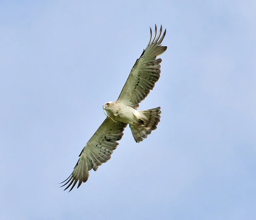 La vulturi Care vulturi? Codalbul lui Dinescu jpeg