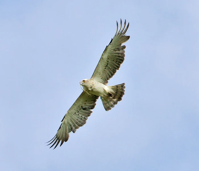 La vulturi Care vulturi? Codalbul lui Dinescu jpeg