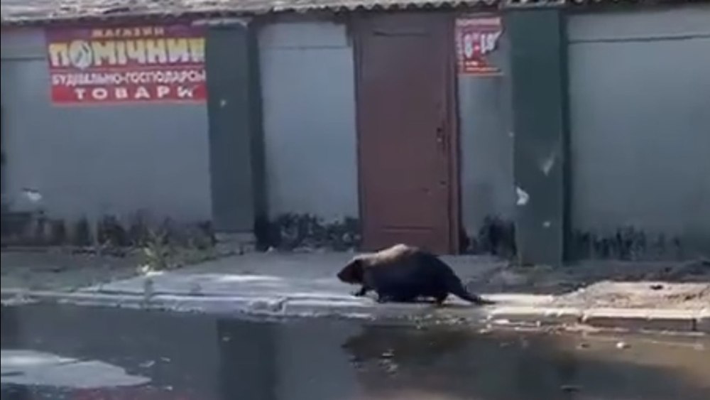 Vara castorului de pe Nipru
